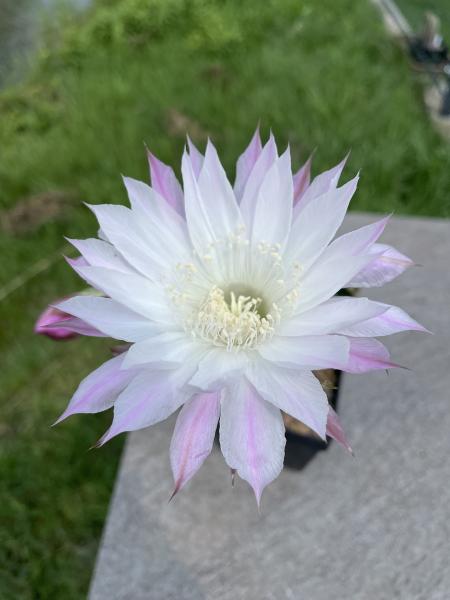 Echinopsis lila